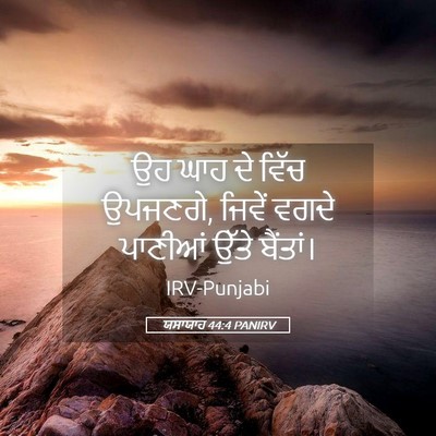 Picture 05 - ਯਸਾਯਾਹ 44:4 PANIRV - ਉਹ ਘਾਹ ਦੇ ਵਿੱਚ - Bible Verse Picture