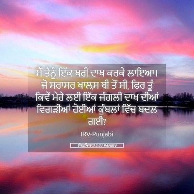 Picture 05 - ਯਿਰਮਿਯਾਹ 2:21 PANIRV - ਮੈਂ ਤੈਨੂੰ ਇੱਕ ਖਰੀ - Bible Verse Picture