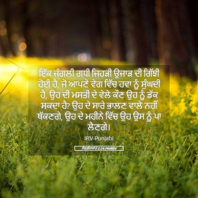 Picture 05 - ਯਿਰਮਿਯਾਹ 2:24 PANIRV - ਇੱਕ ਜੰਗਲੀ ਗਧੀ - Bible Verse Picture