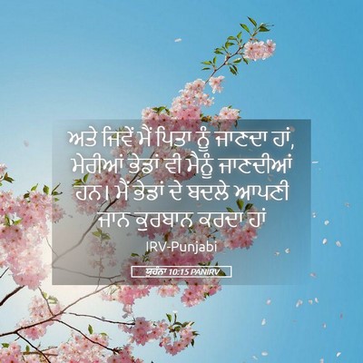 Picture 05 - ਯੂਹੰਨਾ 10:15 PANIRV - ਅਤੇ ਜਿਵੇਂ ਮੈਂ ਪਿਤਾ - Bible Verse Picture