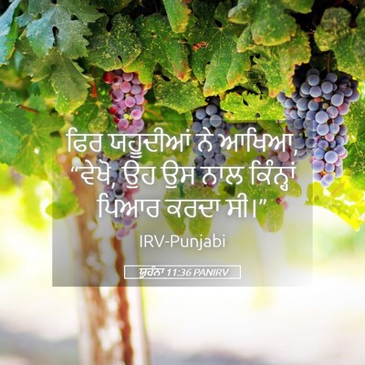 Picture 05 - ਯੂਹੰਨਾ 11:36 PANIRV - ਫਿਰ ਯਹੂਦੀਆਂ ਨੇ - Bible Verse Picture