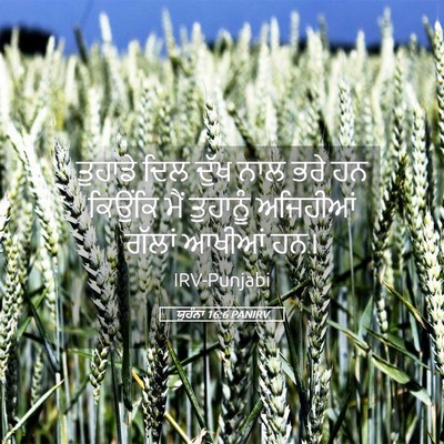 Picture 05 - ਯੂਹੰਨਾ 16:6 PANIRV - ਤੁਹਾਡੇ ਦਿਲ ਦੁੱਖ - Bible Verse Picture