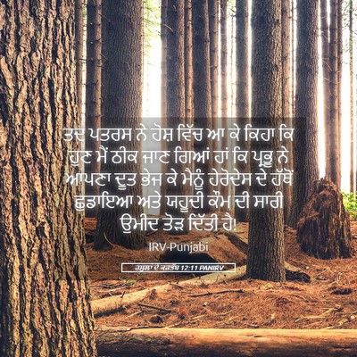 Picture 05 - ਰਸੂਲਾਂ ਦੇ ਕਰਤੱਬ 12:11 PANIRV - ਤਦ ਪਤਰਸ ਨੇ ਹੋਸ਼ - Bible Verse Picture