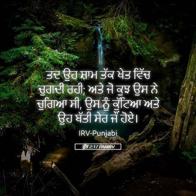 Picture 05 - ਰੁੱਤ 2:17 PANIRV - ਤਦ ਉਹ ਸ਼ਾਮ ਤੱਕ ਖੇਤ - Bible Verse Picture