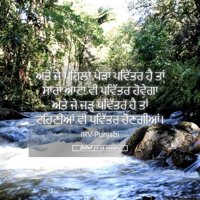 Picture 05 - ਰੋਮੀਆਂ 11:16 PANIRV - ਅਤੇ ਜੇ ਪਹਿਲਾ ਪੇੜਾ - Bible Verse Picture