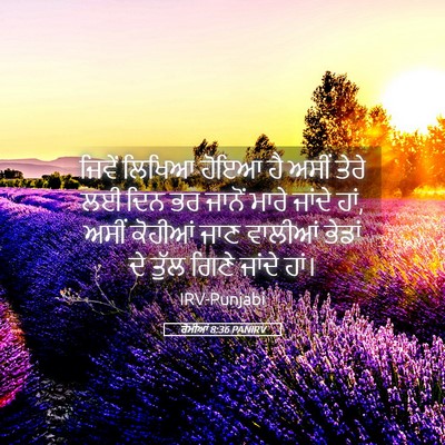 Picture 05 - ਰੋਮੀਆਂ 8:36 PANIRV - ਜਿਵੇਂ ਲਿਖਿਆ ਹੋਇਆ - Bible Verse Picture