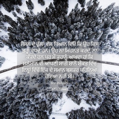 Picture 05 - ਲੂਕਾ 12:27 PANIRV - ਸੋਸਨ ਦੇ ਫੁੱਲਾਂ ਵੱਲ - Bible Verse Picture
