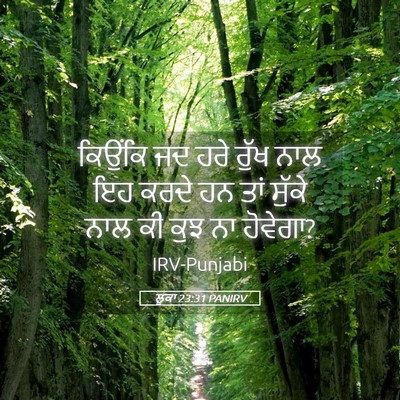 Picture 05 - ਲੂਕਾ 23:31 PANIRV - ਕਿਉਂਕਿ ਜਦ ਹਰੇ ਰੁੱਖ - Bible Verse Picture