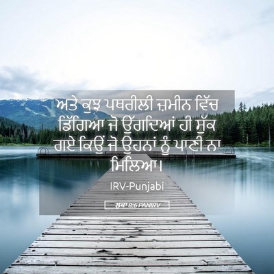 Picture 05 - ਲੂਕਾ 8:6 PANIRV - ਅਤੇ ਕੁਝ ਪਥਰੀਲੀ - Bible Verse Picture
