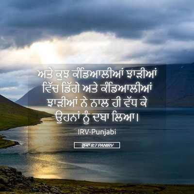 Picture 05 - ਲੂਕਾ 8:7 PANIRV - ਅਤੇ ਕੁਝ ਕੰਡਿਆਲੀਆਂ - Bible Verse Picture