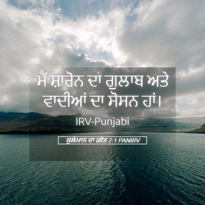 Picture 05 - ਸੁਲੇਮਾਨ ਦਾ ਗੀਤ 2:1 PANIRV - ਮੈਂ ਸ਼ਾਰੋਨ ਦਾ - Bible Verse Picture