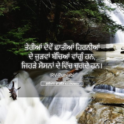 Picture 05 - ਸੁਲੇਮਾਨ ਦਾ ਗੀਤ 4:5 PANIRV - ਤੇਰੀਆਂ ਦੋਵੇਂ - Bible Verse Picture