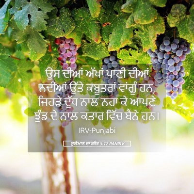 Picture 05 - ਸੁਲੇਮਾਨ ਦਾ ਗੀਤ 5:12 PANIRV - ਉਸ ਦੀਆਂ ਅੱਖਾਂ ਪਾਣੀ - Bible Verse Picture