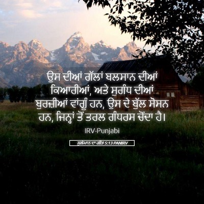 Picture 05 - ਸੁਲੇਮਾਨ ਦਾ ਗੀਤ 5:13 PANIRV - ਉਸ ਦੀਆਂ ਗੱਲਾਂ - Bible Verse Picture