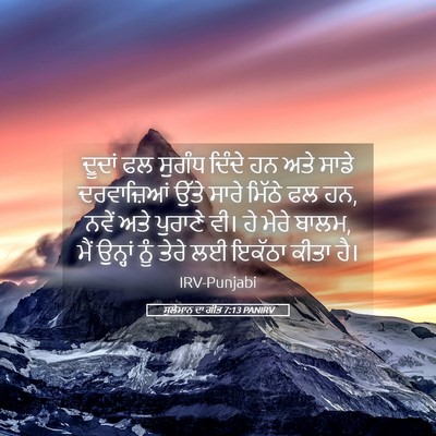 Picture 05 - ਸੁਲੇਮਾਨ ਦਾ ਗੀਤ 7:13 PANIRV - ਦੂਦਾਂ ਫਲ ਸੁਗੰਧ - Bible Verse Picture