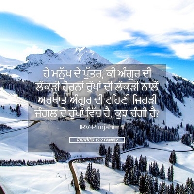 Picture 05 - ਹਿਜ਼ਕੀਏਲ 15:2 PANIRV - ਹੇ ਮਨੁੱਖ ਦੇ ਪੁੱਤਰ, - Bible Verse Picture