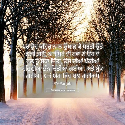 Picture 05 - ਹਿਜ਼ਕੀਏਲ 19:12 PANIRV - ਪਰ ਉਹ ਕਹਿਰ ਨਾਲ ਉਖਾੜ - Bible Verse Picture