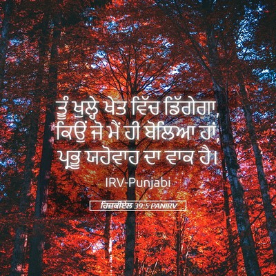 Picture 05 - ਹਿਜ਼ਕੀਏਲ 39:5 PANIRV - ਤੂੰ ਖੁਲ੍ਹੇ ਖੇਤ - Bible Verse Picture