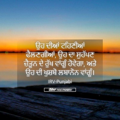 Picture 05 - ਹੋਸ਼ੇਆ 14:6 PANIRV - ਉਹ ਦੀਆਂ ਟਹਿਣੀਆਂ - Bible Verse Picture