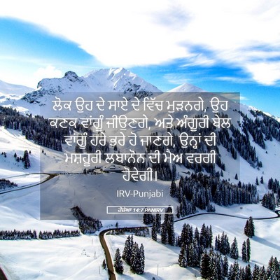 Picture 05 - ਹੋਸ਼ੇਆ 14:7 PANIRV - ਲੋਕ ਉਹ ਦੇ ਸਾਏ ਦੇ - Bible Verse Picture