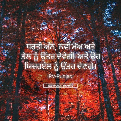 Picture 05 - ਹੋਸ਼ੇਆ 2:22 PANIRV - ਧਰਤੀ ਅੰਨ, ਨਵੀਂ ਮੈਅ - Bible Verse Picture