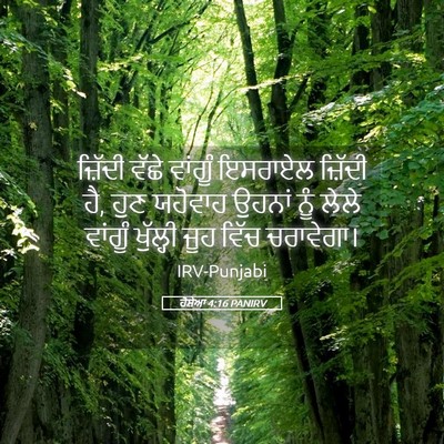 Picture 05 - ਹੋਸ਼ੇਆ 4:16 PANIRV - ਜ਼ਿੱਦੀ ਵੱਛੇ - Bible Verse Picture