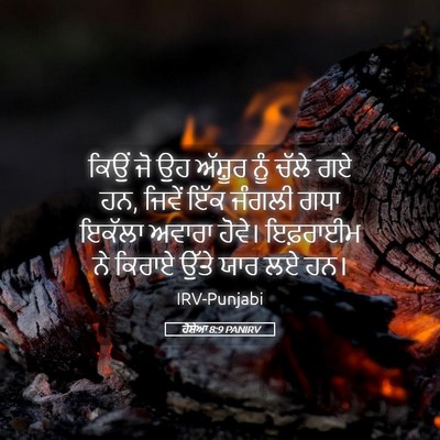 Picture 05 - ਹੋਸ਼ੇਆ 8:9 PANIRV - ਕਿਉਂ ਜੋ ਉਹ ਅੱਸ਼ੂਰ - Bible Verse Picture