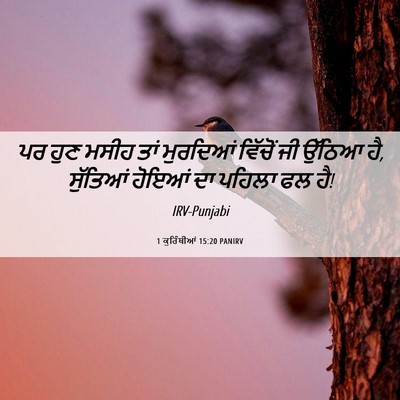Picture 06 - 1 ਕੁਰਿੰਥੀਆਂ 15:20 PANIRV - ਪਰ ਹੁਣ ਮਸੀਹ ਤਾਂ - Bible Verse Picture