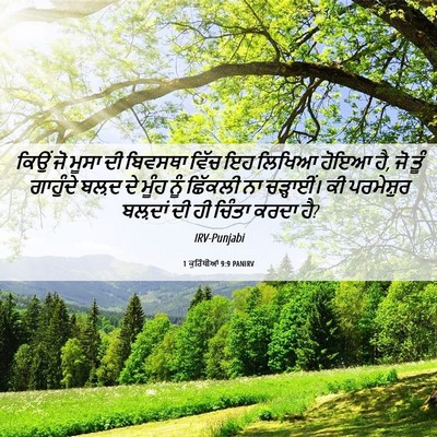 Picture 06 - 1 ਕੁਰਿੰਥੀਆਂ 9:9 PANIRV - ਕਿਉਂ ਜੋ ਮੂਸਾ ਦੀ - Bible Verse Picture