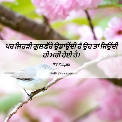 Picture 06 - 1 ਤਿਮੋਥਿਉਸ 5:6 PANIRV - ਪਰ ਜਿਹੜੀ ਗੁਲਛੱਰੇ - Bible Verse Picture