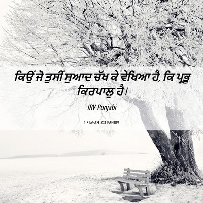 Picture 06 - 1 ਪਤਰਸ 2:3 PANIRV - ਕਿਉਂ ਜੋ ਤੁਸੀਂ ਸੁਆਦ - Bible Verse Picture