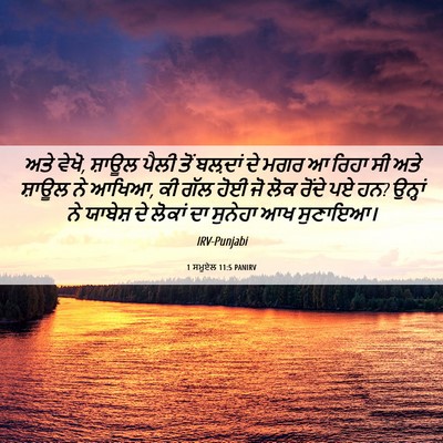 Picture 06 - 1 ਸਮੂਏਲ 11:5 PANIRV - ਅਤੇ ਵੇਖੋ, ਸ਼ਾਊਲ - Bible Verse Picture