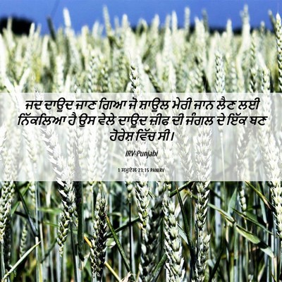 Picture 06 - 1 ਸਮੂਏਲ 23:15 PANIRV - ਜਦ ਦਾਊਦ ਜਾਣ ਗਿਆ ਜੋ - Bible Verse Picture