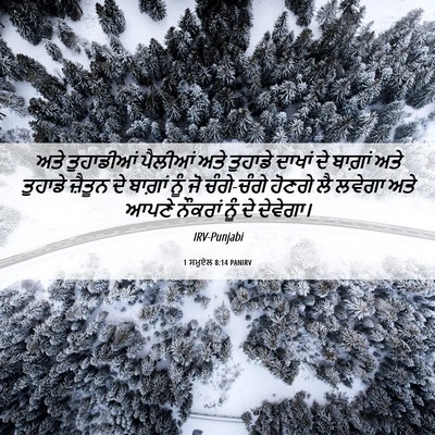 Picture 06 - 1 ਸਮੂਏਲ 8:14 PANIRV - ਅਤੇ ਤੁਹਾਡੀਆਂ - Bible Verse Picture