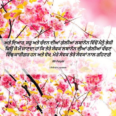 Picture 06 - 2 ਇਤਿਹਾਸ 2:8 PANIRV - ਅਤੇ ਦਿਆਰ, ਸਰੂ ਅਤੇ - Bible Verse Picture