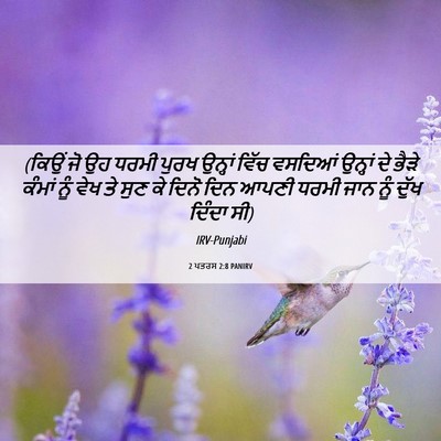 Picture 06 - 2 ਪਤਰਸ 2:8 PANIRV - (ਕਿਉਂ ਜੋ ਉਹ ਧਰਮੀ - Bible Verse Picture