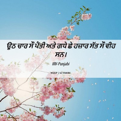 Picture 06 - ਅਜ਼ਰਾ 2:67 PANIRV - ਊਠ ਚਾਰ ਸੌ ਪੈਂਤੀ ਅਤੇ - Bible Verse Picture
