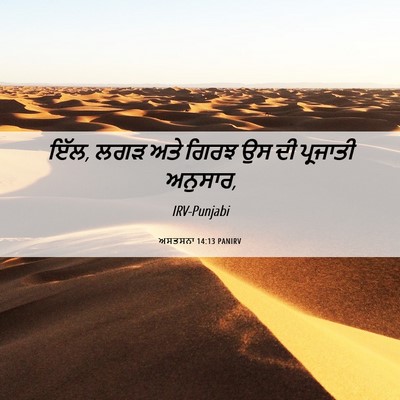 Picture 06 - ਅਸਤਸਨਾ 14:13 PANIRV - ਇੱਲ, ਲਗੜ ਅਤੇ ਗਿਰਝ - Bible Verse Picture