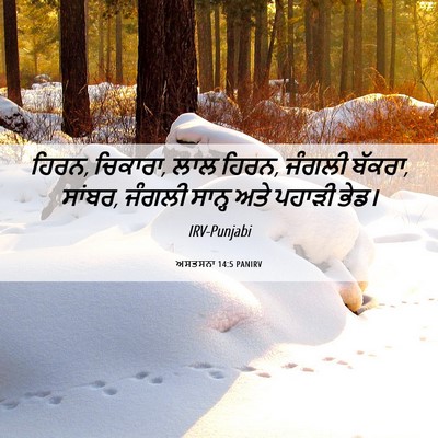 Picture 06 - ਅਸਤਸਨਾ 14:5 PANIRV - ਹਿਰਨ, ਚਿਕਾਰਾ, ਲਾਲ - Bible Verse Picture
