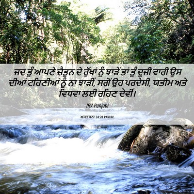 Picture 06 - ਅਸਤਸਨਾ 24:20 PANIRV - ਜਦ ਤੂੰ ਆਪਣੇ ਜ਼ੈਤੂਨ - Bible Verse Picture