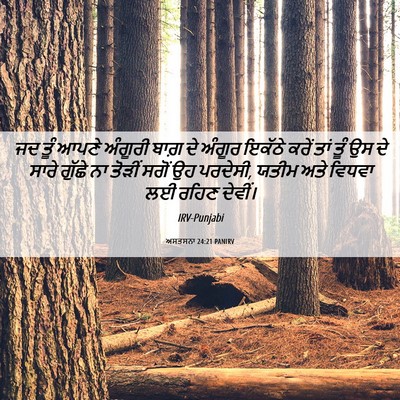 Picture 06 - ਅਸਤਸਨਾ 24:21 PANIRV - ਜਦ ਤੂੰ ਆਪਣੇ ਅੰਗੂਰੀ - Bible Verse Picture