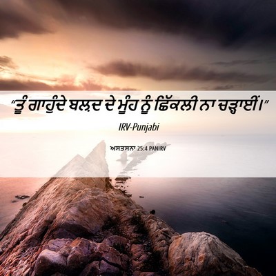 Picture 06 - ਅਸਤਸਨਾ 25:4 PANIRV - “ਤੂੰ ਗਾਹੁੰਦੇ ਬਲ਼ਦ - Bible Verse Picture