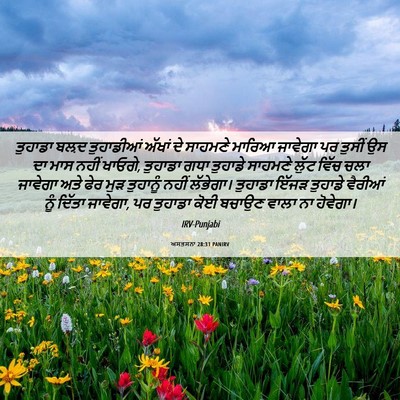 Picture 06 - ਅਸਤਸਨਾ 28:31 PANIRV - ਤੁਹਾਡਾ ਬਲ਼ਦ - Bible Verse Picture