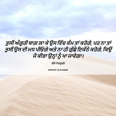 Picture 06 - ਅਸਤਸਨਾ 28:39 PANIRV - ਤੁਸੀਂ ਅੰਗੂਰੀ ਬਾਗ਼ - Bible Verse Picture