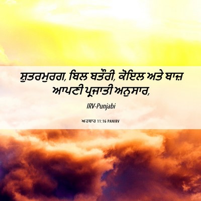 Picture 06 - ਅਹਬਾਰ 11:16 PANIRV - ਸ਼ੁਤਰਮੁਰਗ, ਬਿਲ - Bible Verse Picture