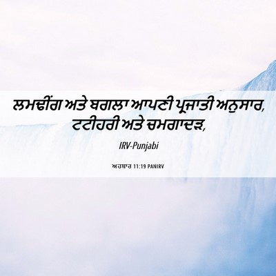 Picture 06 - ਅਹਬਾਰ 11:19 PANIRV - ਲਮਢੀਂਗ ਅਤੇ ਬਗਲਾ - Bible Verse Picture