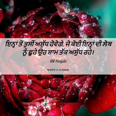 Picture 06 - ਅਹਬਾਰ 11:24 PANIRV - ਇਨ੍ਹਾਂ ਤੋਂ ਤੁਸੀਂ - Bible Verse Picture