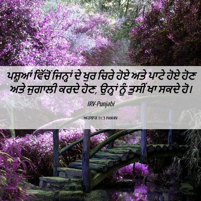 Picture 06 - ਅਹਬਾਰ 11:3 PANIRV - ਪਸ਼ੂਆਂ ਵਿੱਚੋਂ - Bible Verse Picture
