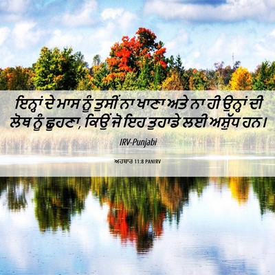 Picture 06 - ਅਹਬਾਰ 11:8 PANIRV - ਇਨ੍ਹਾਂ ਦੇ ਮਾਸ ਨੂੰ - Bible Verse Picture
