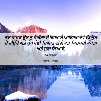 Picture 06 - ਅਹਬਾਰ 14:4 PANIRV - ਤਦ ਜਾਜਕ ਉਸ ਨੂੰ ਜੋ - Bible Verse Picture